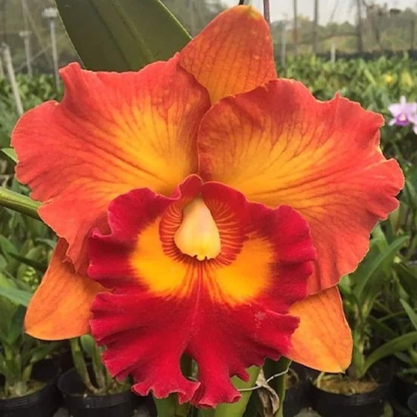 Blc. (Rlc.) Nakornchaisri Delight "No. 2"
