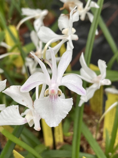 Holcoglossum Isabel Sander