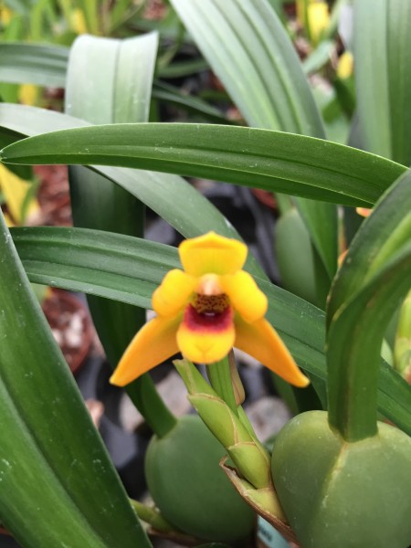 Maxillaria variabilis