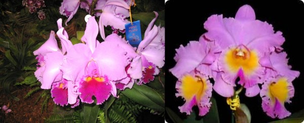Lc. (Irene Finney x Ovation) x Blc. Triumphal Coronation "Seto"