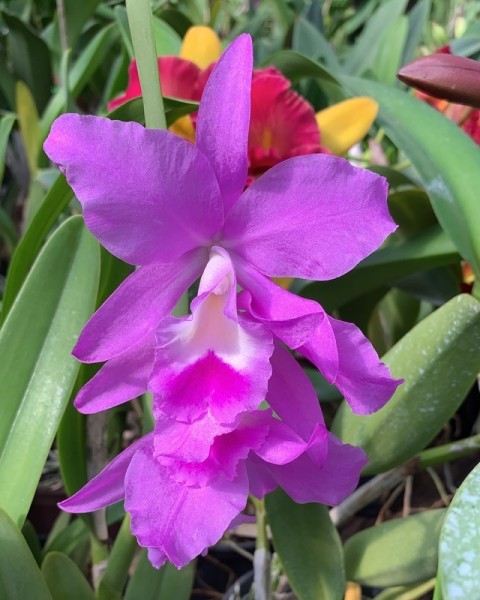 Cattleya Portia "Tipo"