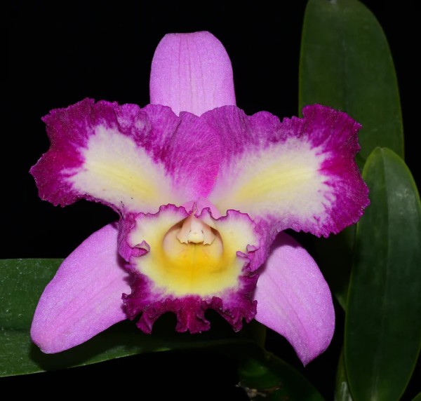 Rlc. Mari´s Song x Elegant Dancer