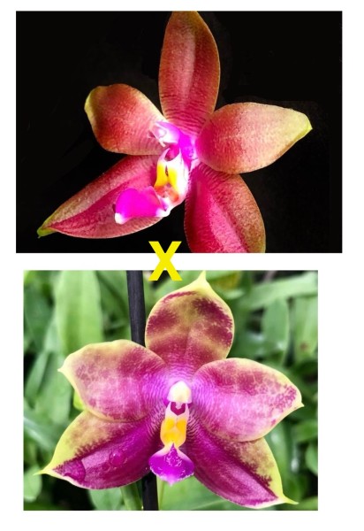 Phalaenopsis Phoenix Girl x Miki Fly Eagle Empire x (TSFE x violacea "Margenta")