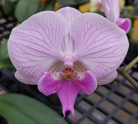 Phalaenopsis Allura "Celebration"