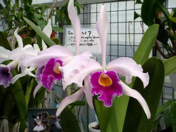 Lc. Eximia