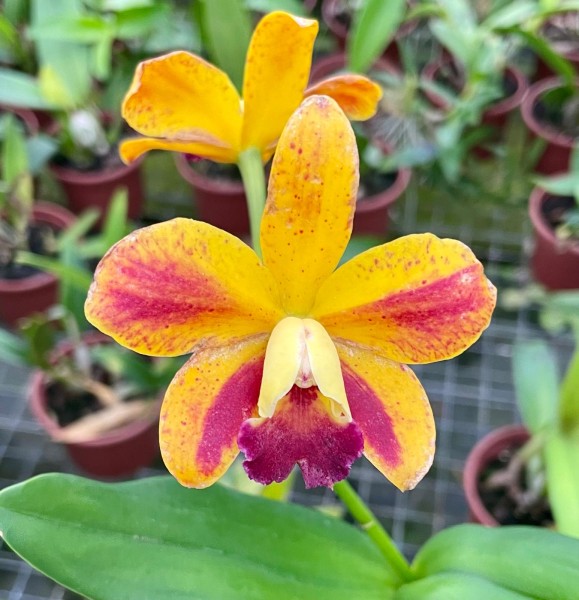 Lc. Chocotome Gold