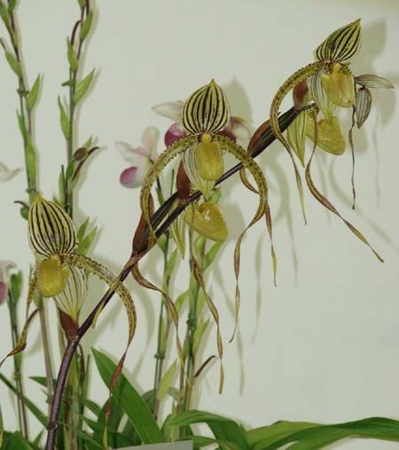 Paphiopedilum supardii x philippinense