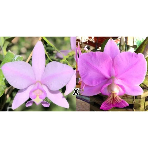 Cattleya nobilior "Elias" x Perola"