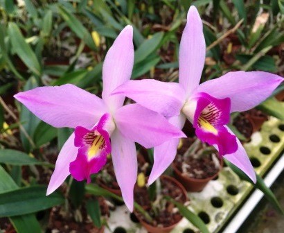 Laelia anceps