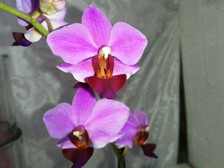 Doritaenopsis Dyah Radita "Carmela"