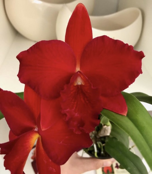 Slc. Hazel Boyd "Royal Scarlet" AM/AOS