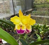Blc. Candelario Garcia "Amarelo"