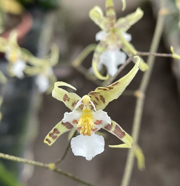 Oncidium phymatochilum
