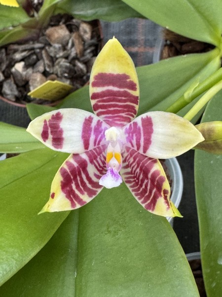Phalaenopsis (Yaphon GG x Tying Shin Fly Eagle) x (Tetrasambo x Tying Shin Fly Eagle) "S1"