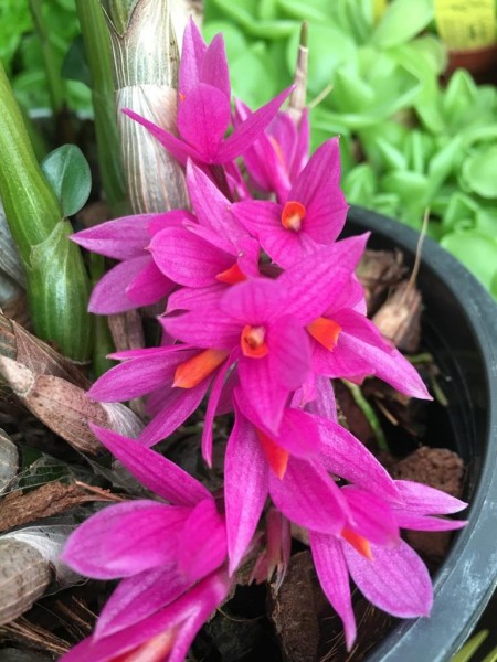 Dendrobium Hibiki