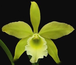 Blc. (Ryb.) Everything Nice "Showtime" HCC/AOS