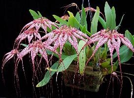 Cirrhopetalum Elizabeth Ann `Buckleberry`FCC/AOS