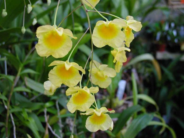 Dendrobium aggregatum