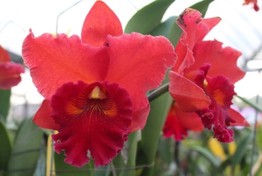 Rlc. Taiwan Chief Wine "Van Gogh"