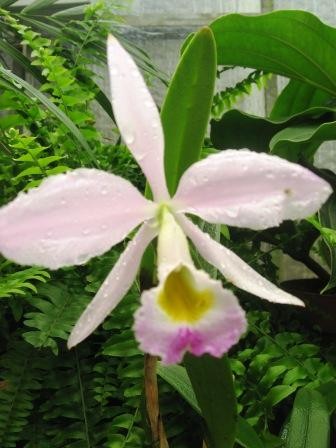 Cattleya eldorado