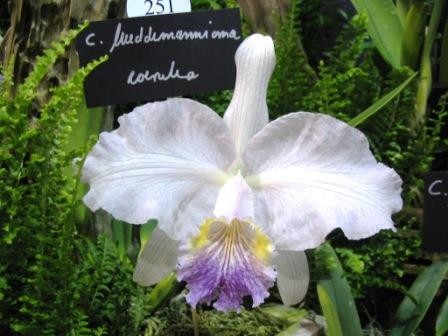 Cattleya lueddemanniana var. Coerulea ("Clarissa x Arroyo")