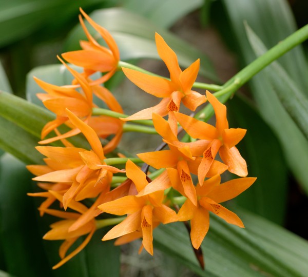 Laelia crispata x Cattleya aurantiaca