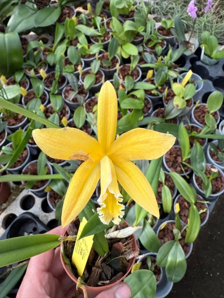Laelia flava x jongheana