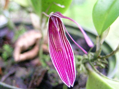 Restrepia muscifera