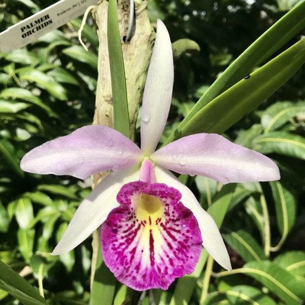 Bc. Taiwan Big Lip "Ta Hsin"