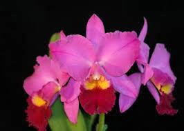 Rlc. Perfect Choice "Purple Lady"