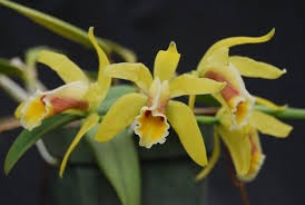 Cattleya luteola 4n