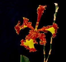 Oncidium (Psychopsis) Mariposa Special