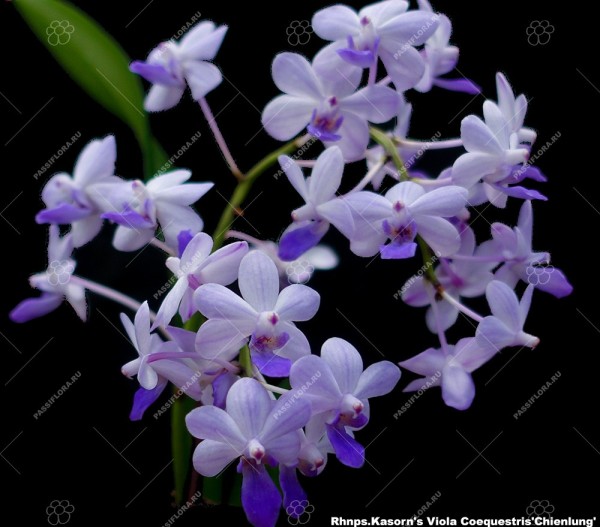 Rhynchonopsis Kasorn´s Viola Coequestris "Pink"