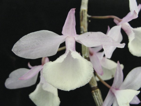 Dendrobium pierardii