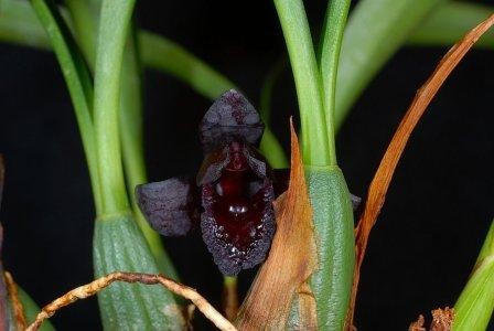 Maxillaria schunkeana