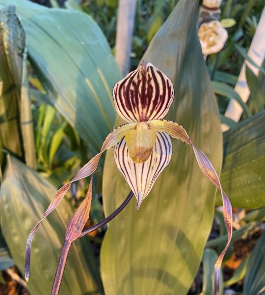 Paphiopedilum St. Swithin x philippinense