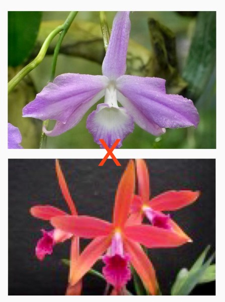 Laelia fidelensis x Laelia Zip