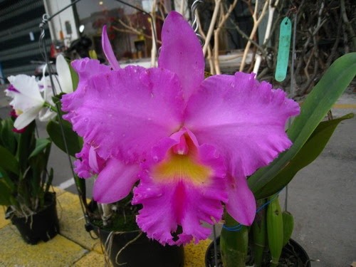 Blc. (Rlc.) Jinn Feng Wish "Classical"