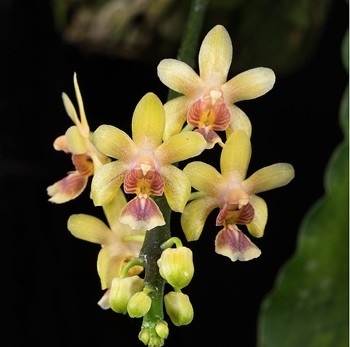 Phalaenopsis deliciosa var. hookeriana