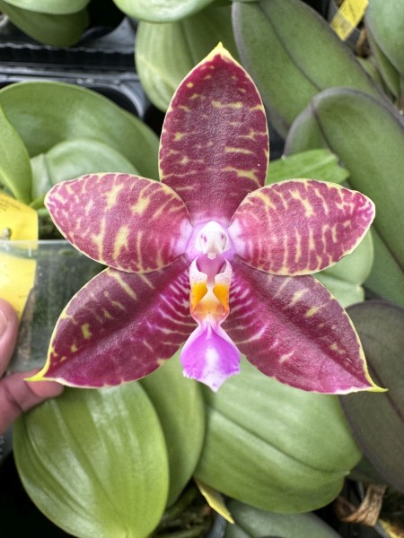 Phalaenopsis (Ambotrana x violacea) x (Trecelyn Lopez Ramon x Zeng Min Tyrannosaurus)