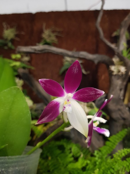 Phalaenopsis tetraspis "Chungfong" SM/TOGA
