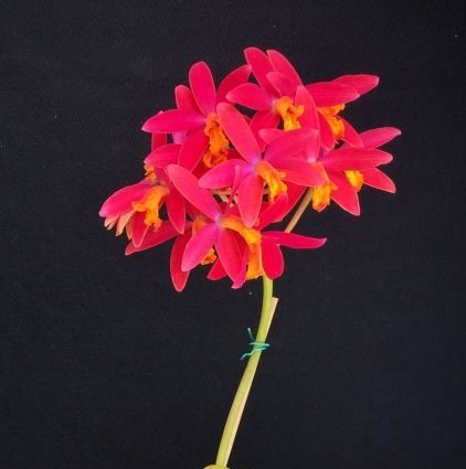Laelia milleri x lobata