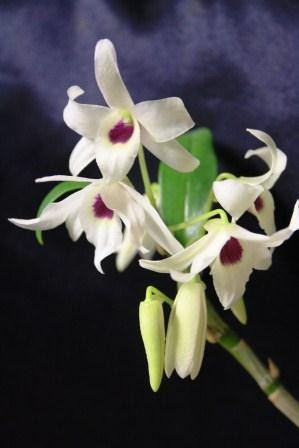 Dendrobium Cassiope "Alba"