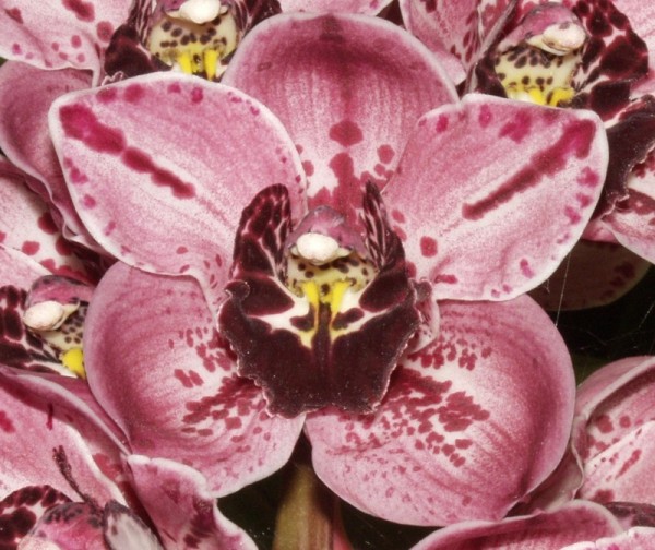 Cymbidium Rocky Creek "Gotcha"