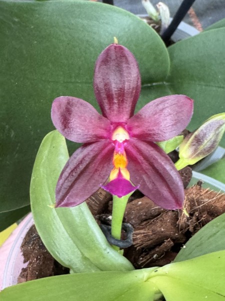 Phalaenopsis (mannii x cornu-cervi) x bellina