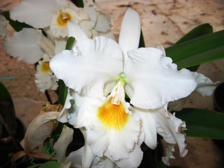 Cattleya labiata var. Alba