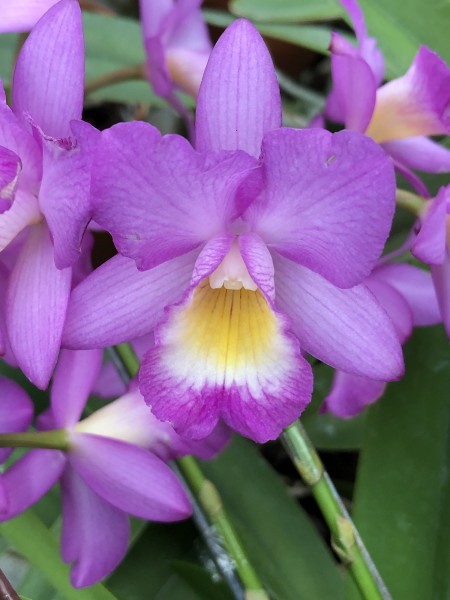Cattleytonia Why Not Walk