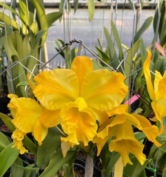 Blc. Hua Young Gold
