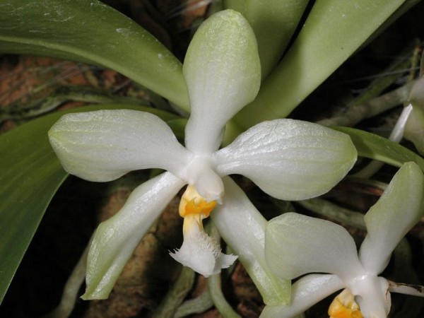 Phalaenopsis micholitzii