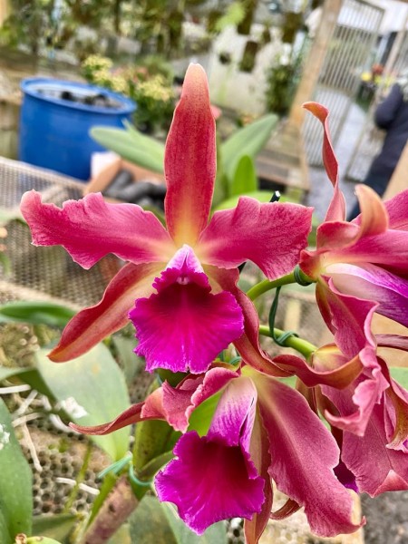 Lc. Cruella